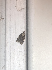 Platynota exasperatana