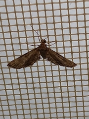 Gymnoscelis rufifasciata