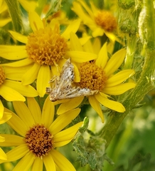 Petrophila confusalis