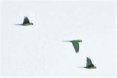 Ognorhynchus icterotis