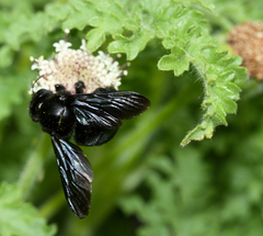 Xylocopa darwini