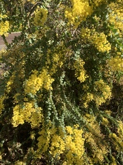 Acacia pravissima