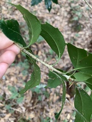 Osmanthus heterophyllus