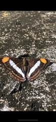 Doxocopa