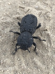 Phloeodes diabolicus