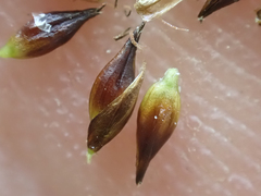 Carex incurviformis