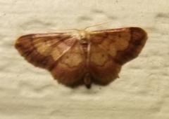 Idaea demissaria