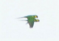 Ognorhynchus icterotis