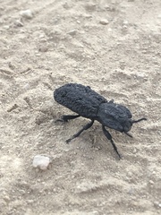 Phloeodes diabolicus