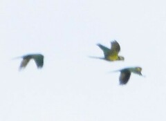 Ognorhynchus icterotis