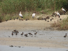 Mycteria ibis