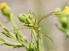 Peucetia viridans