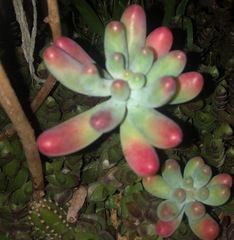 Sedum pachyphyllum