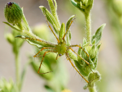 Peucetia viridans