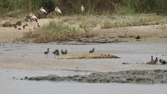 Mycteria ibis