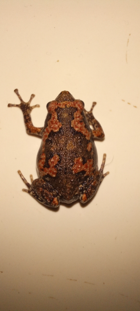 Painted Globular Frog from 165, Sun City, Chhattisgarh 494001, India on ...