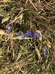 Gentiana
