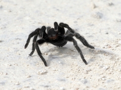 Aphonopelma anax