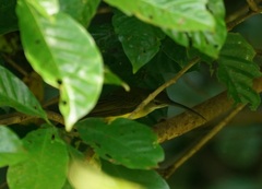 Arachnothera longirostra