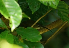 Arachnothera longirostra