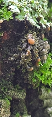 Lecanoromycetes