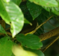 Arachnothera longirostra