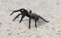 Aphonopelma anax