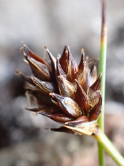 Carex incurviformis