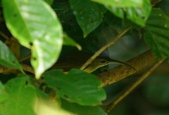 Arachnothera longirostra