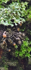 Lecanoromycetes