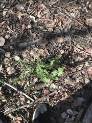 Cheilanthes sieberi sieberi
