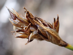 Carex incurviformis
