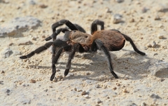 Aphonopelma anax