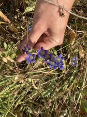 Gentiana