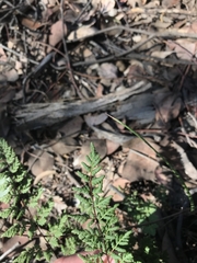 Cheilanthes sieberi sieberi