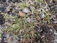 Carex incurviformis