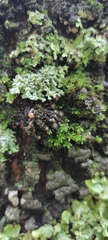 Lecanoromycetes