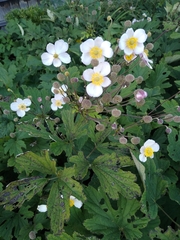 Eriocapitella hupehensis