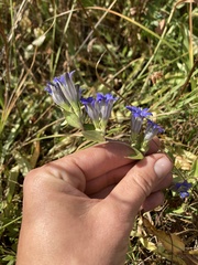 Gentiana