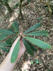 Rhododendron formosanum
