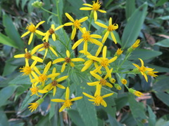 Senecio nemorensis