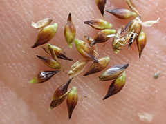 Carex incurviformis