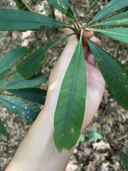 Rhododendron formosanum