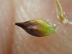 Carex incurviformis