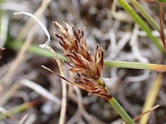 Carex incurviformis