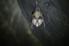 Hipposideros gentilis