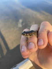 Rana luteiventris