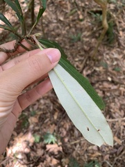 Rhododendron formosanum