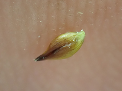 Carex incurviformis