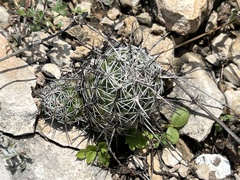 Neolloydia conoidea